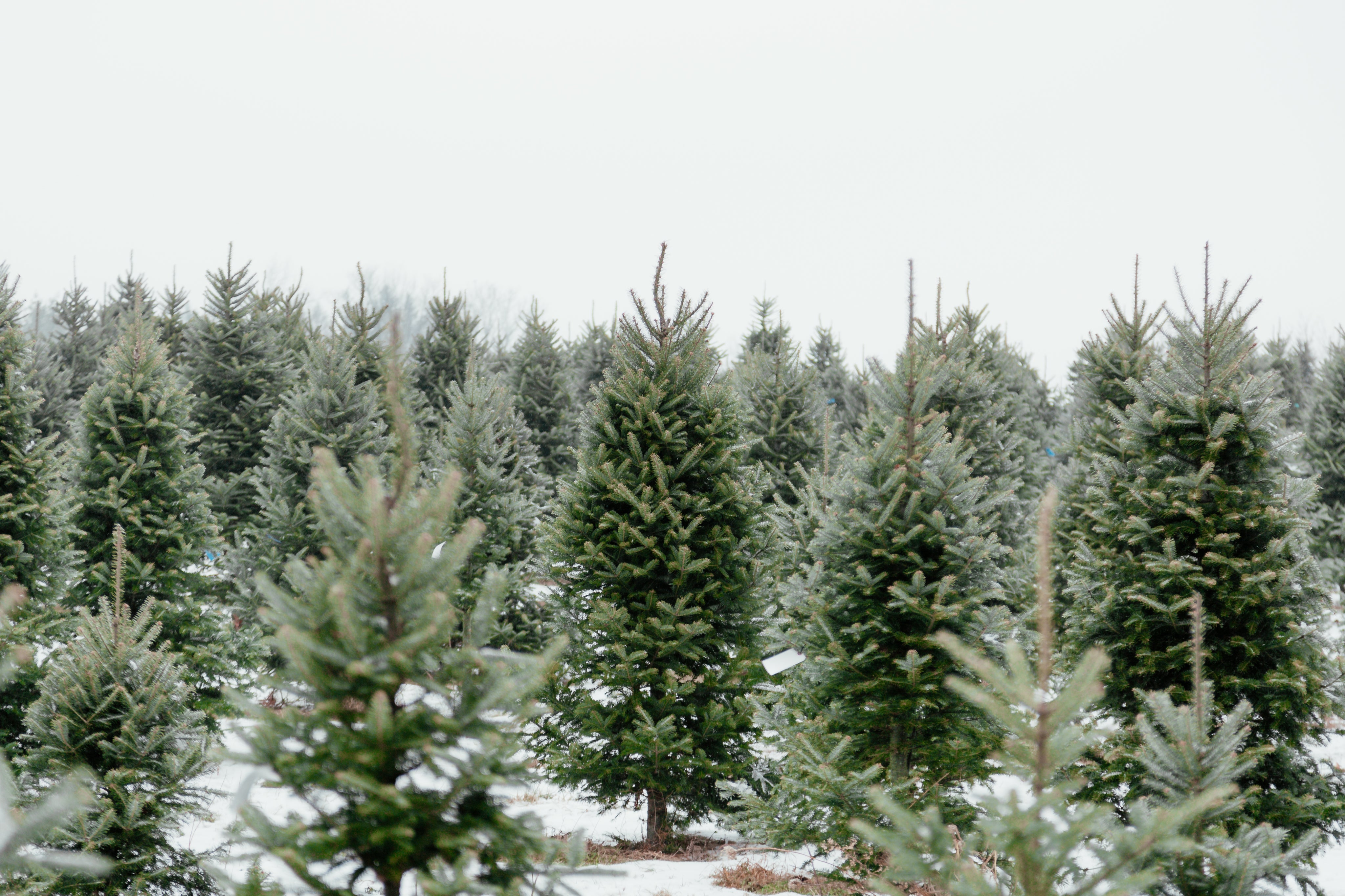 Wreaths & Garlands